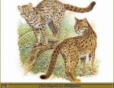 PO pfrd 106 Chat l�opard des Philippines. Dallet, ������