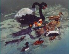 lrsHarrisChingRay-TheFlotilla. ������, ��� ����