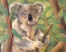 s4-vanishingspecies048-koala. , L