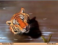 p-bwa-41. ����, �����