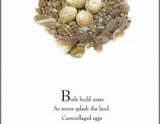 pa TonyOliver BirdsBuildNests 12a. ������, ����