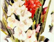 demuth gladiolus c1923. , 