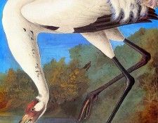 jja 0005 Whooping Crane late 1821 sqs. Audubon, ���� ������