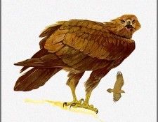 pa TonyOliver AustralianBirds 07 Wedge TailedEagle. ������, ����