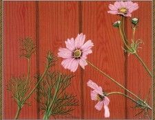 cr AnnaMarieRobbins-Cosmos. �������, ���� �����