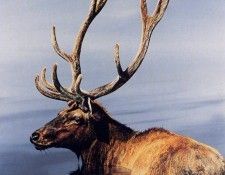 Robert Gerard - Sagesse, De. �����, ������