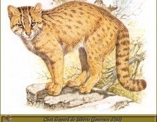 PO pfrd 093 Chat lopard de Sibrie fourrure dt. Dallet, 