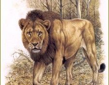 PO pfrd 006 Lion de lInde. Dallet, 