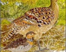 pa TonyOliver AustralianEndangeredWildlife 07. ������, ����