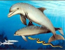 pa KevinStead 12 BottlenoseDolphin. ����, �����