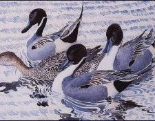 43613. Tunnicliffe, ������