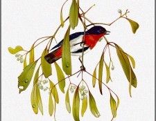 pa TonyOliver AustralianBirds 13 MistletoeBird. ������, ����