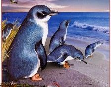 pa HartTrish 12 LittlePenguins. ����, ����