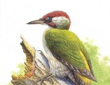 abs 07 green woodpecker. �����, �����