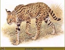 PO pfrd 082 Serval � petites taches. Dallet, ������