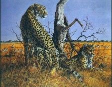 lrsSwansonGary-Cheetahs. , 