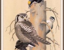 Sj WbZ 05 Black-backed Woodpecker. , 