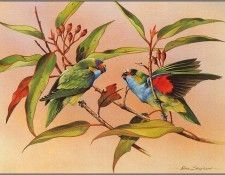 pa EricShepherd AP2004 12 Purple CrownedLorikeets. , 