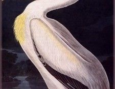ma Audubon American White Pelican. Audubon,  