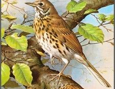 pa BasilEde 31 SongThrush. , 