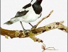pa TonyOliver AustralianBirds 11 Mudlark. , 