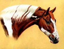 illustrated horse csg010 donald schwartz. �����, �������