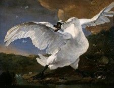 Asselijn Jan The threatened swan Sun. Asselyn, 