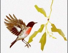 pa TonyOliver AustralianBirds 22 ScarletRobin. ������, ����