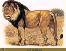 PO pfrd 044 Lion du Kalahari. Dallet, 