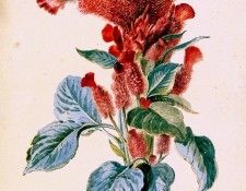 Schouman Aert Red cockscomb Sun. Schouman, 