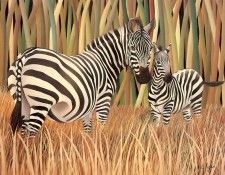 s4-vanishingspecies035-mountainzebra. , L