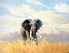 Grant Donald A Bull Elephant. , 