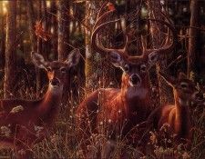 bs-na- Jay Kemp- Woodland Shadows- Whitetail Deer. ,  