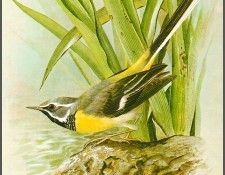 pa BasilEde 18 GreyWagtail. , 