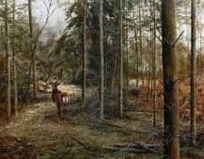 Verstappen Pieter Nature 21 Sun. Verstappen, �����