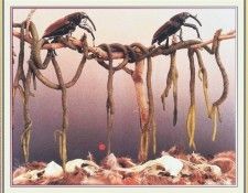 NorfleetB 08 TheFleshEaters-WeaSDC. Norfleet, �������