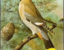 pa BasilEde 63 Waxwing. , 