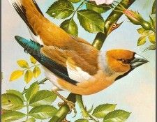 pa BasilEde 01 Hawfinch. , 