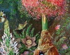 North Marianne Nature 006 Sun. �����, ��������