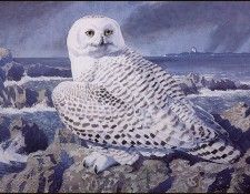 43620. Tunnicliffe, 