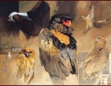 lrsAfrica12DonaldsonKim RaptorMontage. ����������, ���