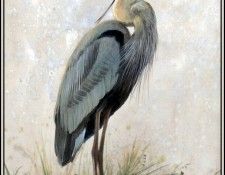 D50-AWE043-RB-Great Blue Heron 1. Bansemer, 