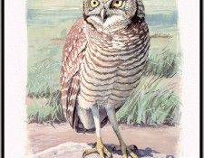 Fuertes-LouisAgassiz BurrowingOwl-sj. ,  F