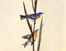 jja 0006 Northern Parula March 27, 1821-New Orleans sqs. Audubon,  