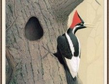 Sj WbZ 27 Ivory-billed Woodpecker 2. , 