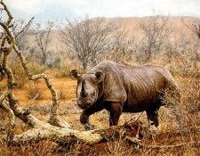 Ae 36 Tsavo Rhino Simon Combes sqs. , 