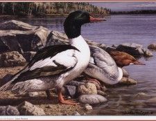 HautmanJames Glacier Lake Mergansers We@ISC. Hautman Братья
