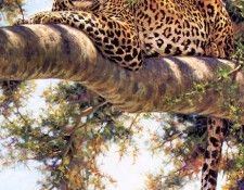 Coheleach, Guy - Eye to Eye (end. Coheleach, ���