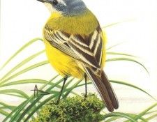 abs 17 yellow blue headed wagtail. , 