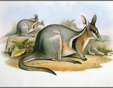 pa AVM end 03 Gould BridledNail-TailWallaby. , 